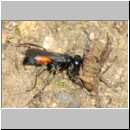 Anoplius infuscatus - Wegwespe 05b 12mm mit Trochosa cf terricola-Wolfspinne-Weibchen.jpg